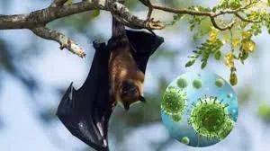 Nipah Virus Alert: The West Bengal Outbreak and Nepal's Border Response – Perspectives from Dr. Rohit Gupta - Dr. Rohit Gupta Dermatologist Blog
